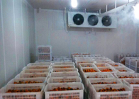 Bawang / Tomat Ruang Penyimpanan Dingin Ukuran Disesuaikan Dengan Unit Kondensasi